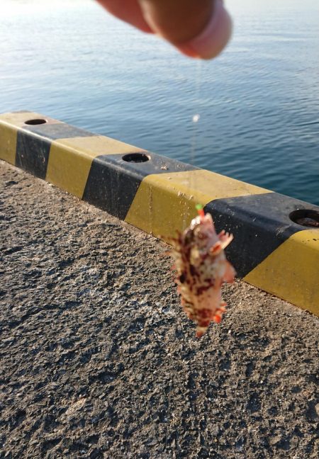 サビキアジ&タコ