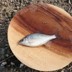 日淡と遊ぶ、のどかな夏休み!