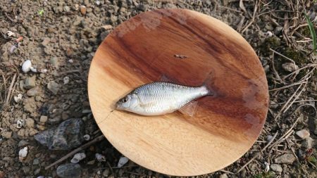 日淡と遊ぶ、のどかな夏休み!