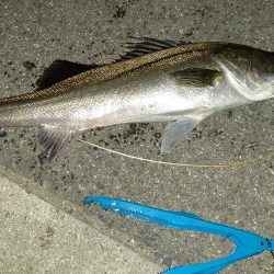 夜中のショアジギング