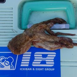 オクトパッション