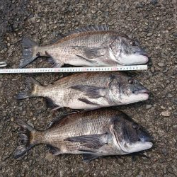 こんだけ釣れたらおもろー