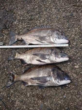 こんだけ釣れたらおもろー