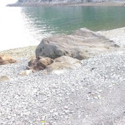 ロックフィッシュ