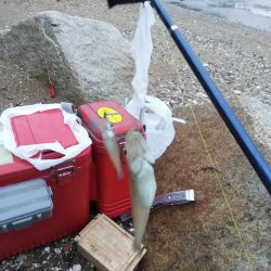 室津のキス釣り