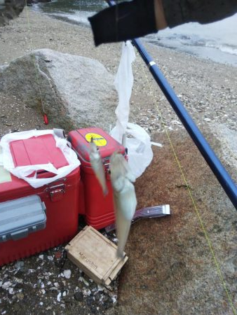 室津のキス釣り