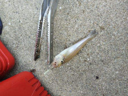 苅屋でキス釣り