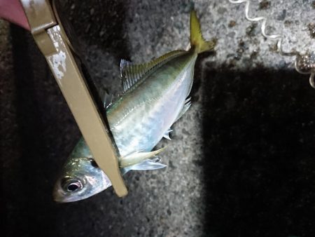 アジ釣り