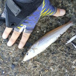 苅屋にキス釣り