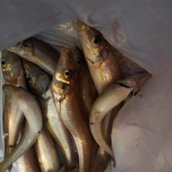 苅屋でキス釣り