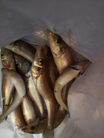 苅屋でキス釣り