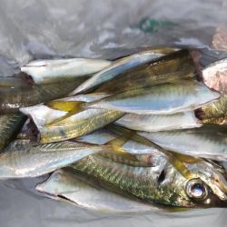 シラスとクラゲのアジング