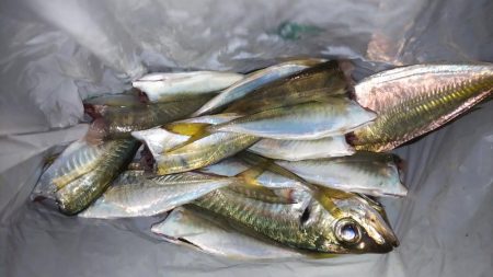 シラスとクラゲのアジング