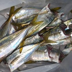 結局無難なアジ