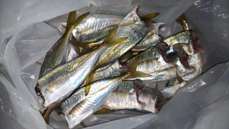 結局無難なアジ