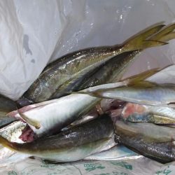 パターン定まらず