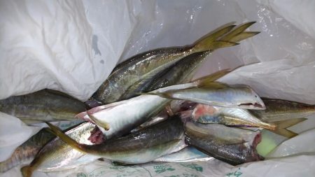 パターン定まらず