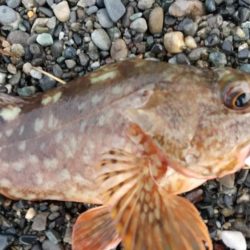 キジハタ狙いで3目