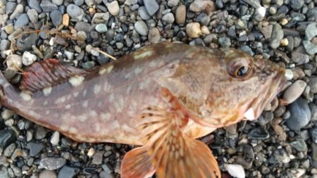 キジハタ狙いで3目