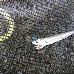 サンデー・ライトゲームｉｎオバマ