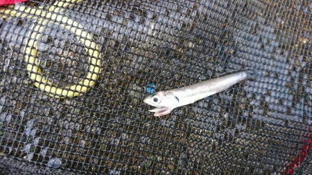 サンデー・ライトゲームｉｎオバマ