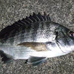 自作フロートでなんちゃって電気ウキ仕掛け