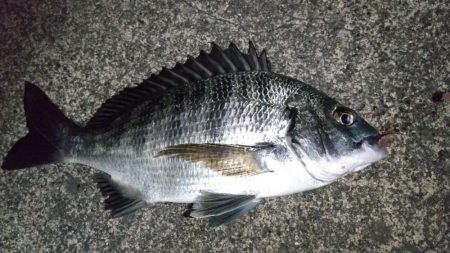 自作フロートでなんちゃって電気ウキ仕掛け