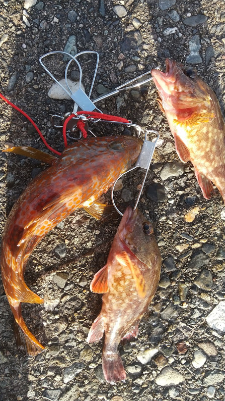 キジハタ　朝マズメ狙い