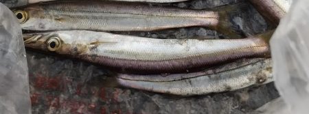 ジグサビキでカマス入れ食い(*\\\\\\…