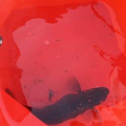 夏の風物詩　豆アジのサビキ釣り