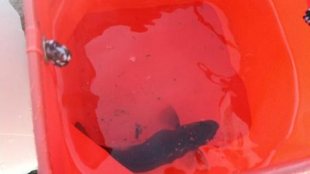 夏の風物詩　豆アジのサビキ釣り