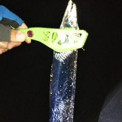 キスのちタチウオ