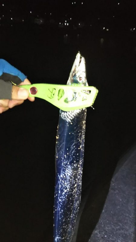 キスのちタチウオ