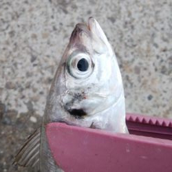 アジング、アジでかい