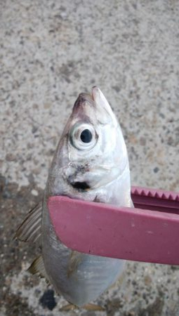 アジング、アジでかい