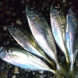 自作フロートでアジング