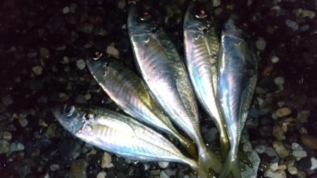 自作フロートでアジング