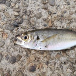 今日もアジングしなが青物調査