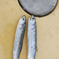 アジング＆青物調査