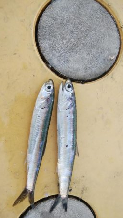 アジング＆青物調査