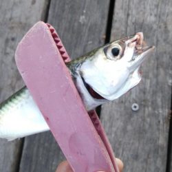 今日もサバ祭り