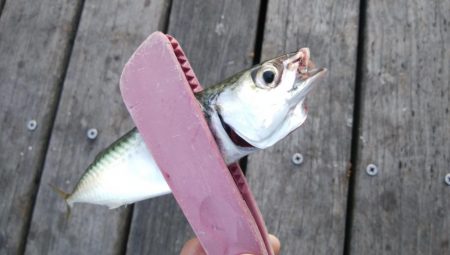 今日もサバ祭り