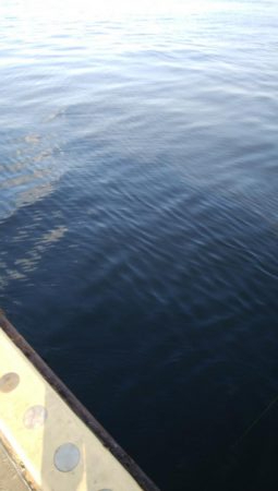 お盆休み最終日アジングで中アジ