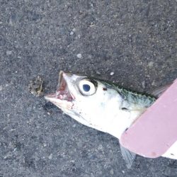 タチウオ調査後にアジング