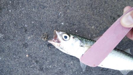 タチウオ調査後にアジング