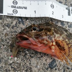 大雨の影響か……？