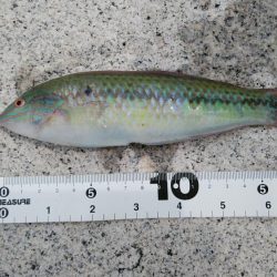 シロギスに出会えたが……