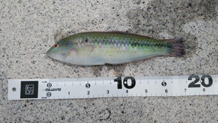 シロギスに出会えたが……