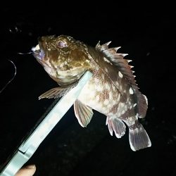 アジ釣り ガシラ釣り