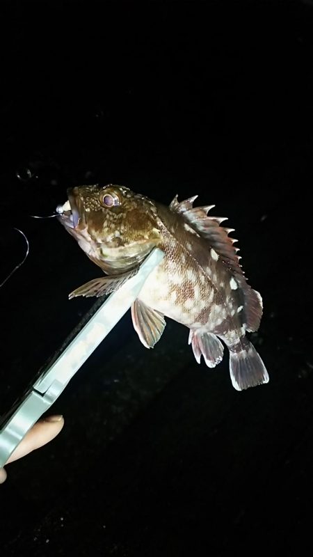 アジ釣り ガシラ釣り